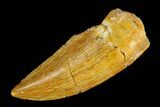 Serrated, Raptor Tooth - Real Dinosaur Tooth #115958-1